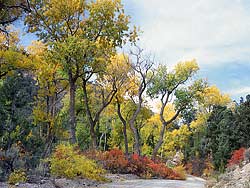 Cottonwoods on Snake Creek Road