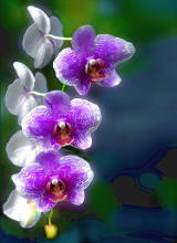 lavender orchid in Hawaii-the Big Isle