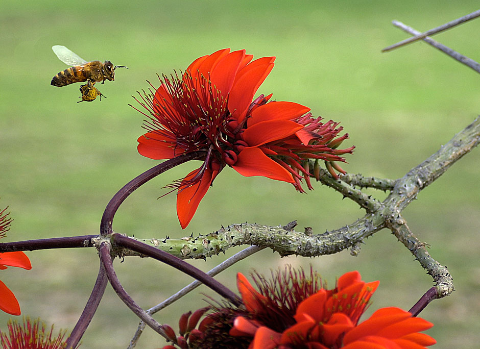 Buy this Oahu, Hawaii -  Kualoa flower bee pollination picture