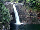 Black Swans bathe in Rainbow Falls on the Hawaii, the Big Isle