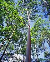 rare pink barked tree in Kauai, Hawaii