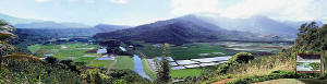 Taro Fields is a Kauai wildlife reserve Hawaii