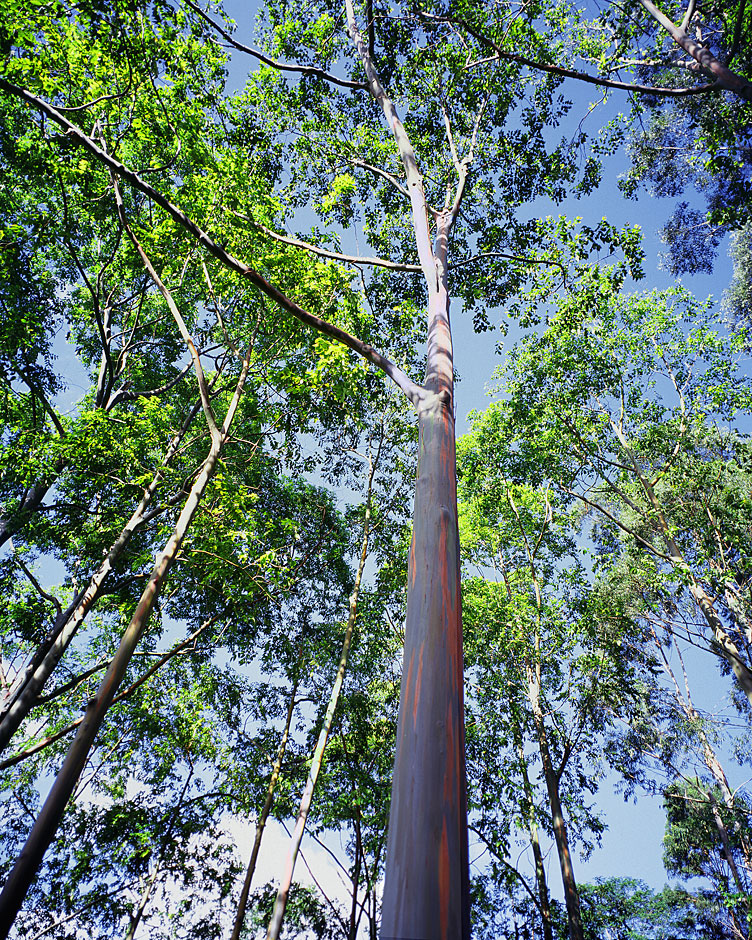 Buy this rare pink barked tree in Kauai, Hawaii picture