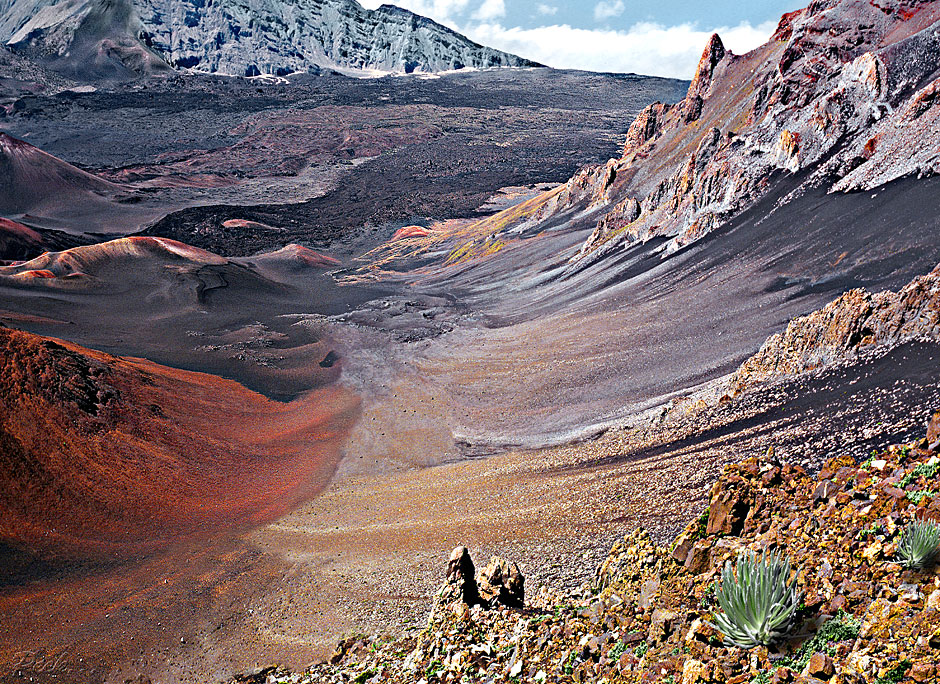 Buy this Silversword=rare plant found in Mt Haleakala - scenic Maui picture