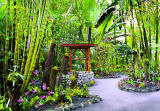Tropical Botanical Garden - orchids - Hawaii the Big Isle