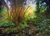 Bamboo in the Botanical Tropical Garden