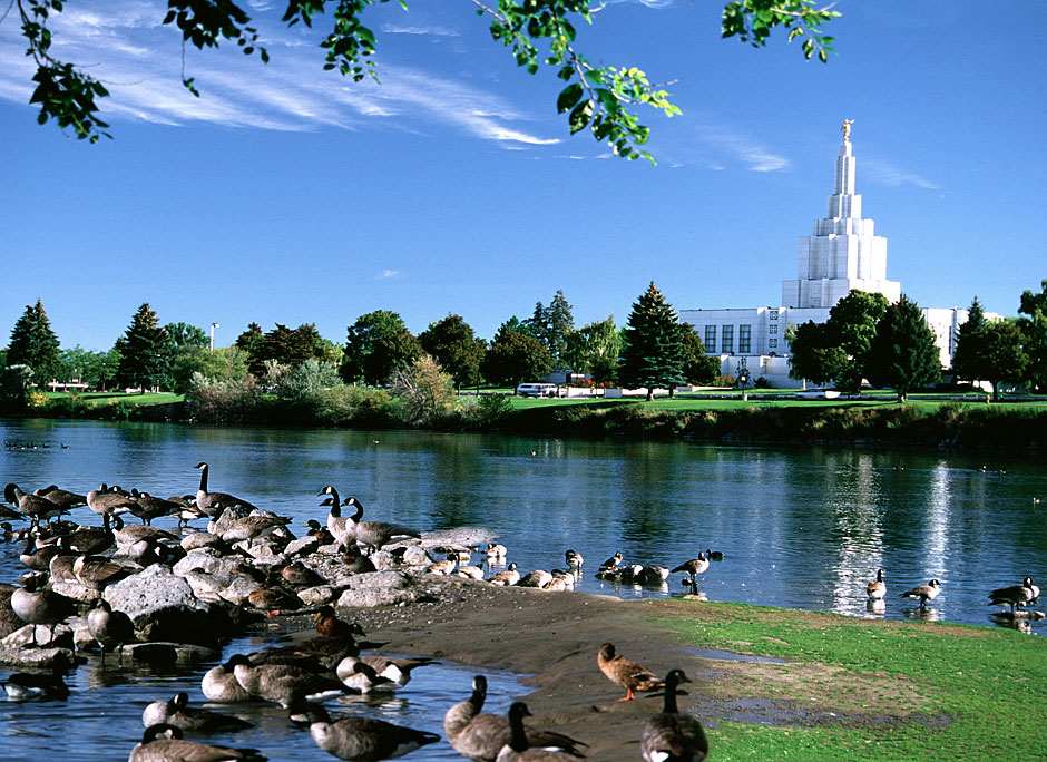 Buy this Geese on the Snake River; Mormon Temple picture