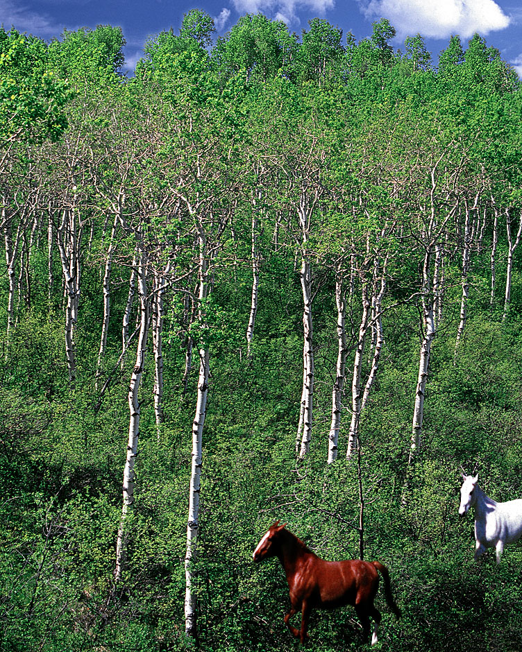 Buy this horses running in the Aspens;  Swan Valley, Idaho picture