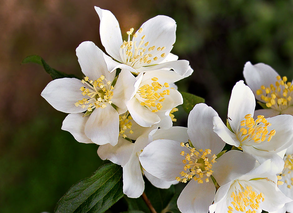 Buy this Idaho State Flower since 1931=Lewis Mock Orange picture