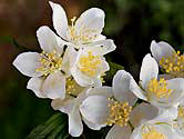 Idaho State Flower since 1931=Lewis Mock Orange - Syringa (~mock orange) Philadelphus lewisii