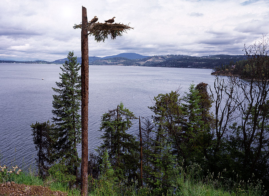 Buy this Osprey Loop on Lake Coeur d'Alene, with Osprey in the nest picture