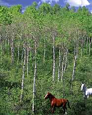 horses running in the Aspens;  Swan Valley, Idaho