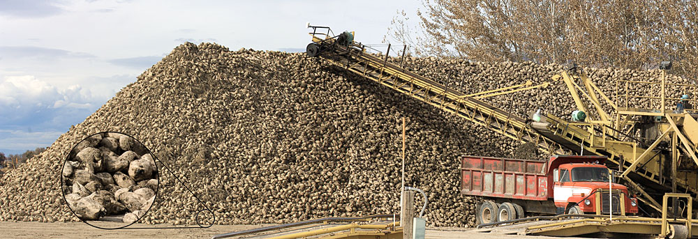 Buy this Harvested pile of Sugar Beets Grown in Magic Valley picture