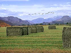 Square bales on farm in Carey by Sun Valley, ID