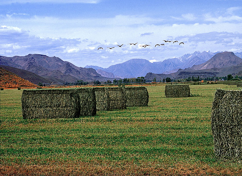 Buy this Square bales on farm in Carey by Sun Valley, ID picture