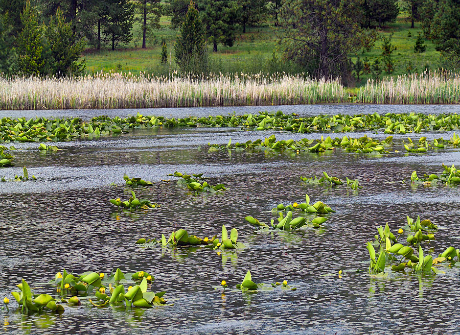 Buy this Pend Oreille River Newport, WA picture