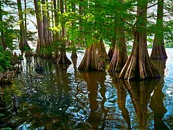 Lake Providence with Cypress trees and alligator