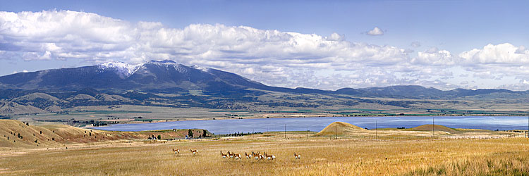 Pronghorn Antelope drink from the 27 mi long Canyon Ferry Lake near Helena, Montana