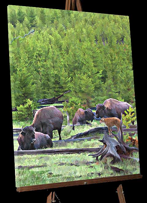 Montana Wildlife Painting; Buffalo mothers and calves at West Yellowstone,canvas print