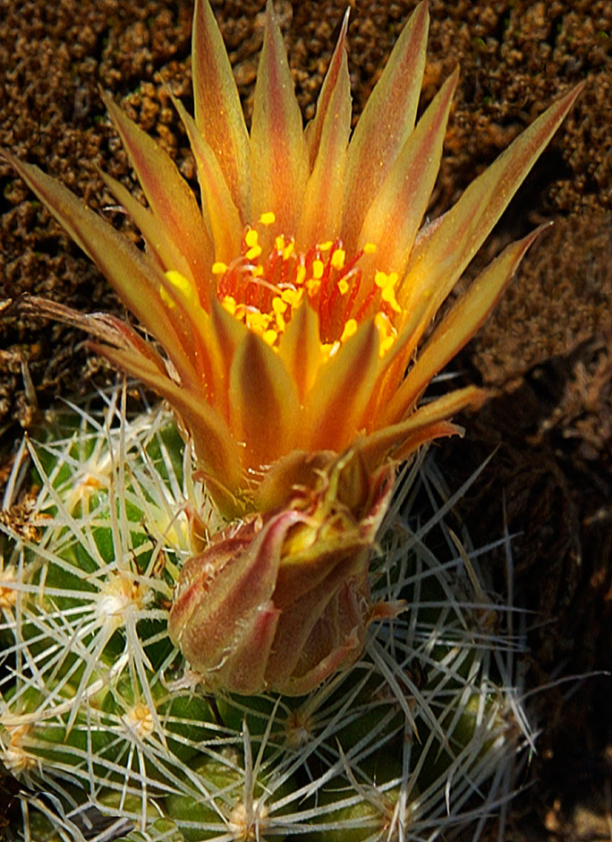 Buy this Missouri Foxtail Cactus growing out of a rock in Glacier National Park photograph