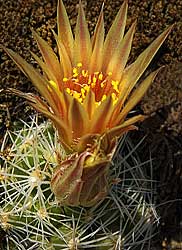 Missouri Foxtail Cactus growing out of a rock in Glacier National Park