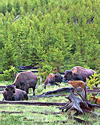 Yellowstone National Park - Montana Bison