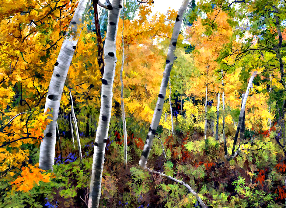 Aspens on Looking Glass Hill near Glacier National Park