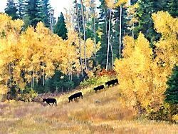 Cows going to Looking Glass Hill Road Glacier National Park