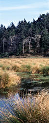 Landscape Murals - Oregon's Cape Blanco State Park and the Rushes