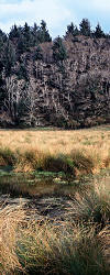 Rushes at Cape Blanco State Park