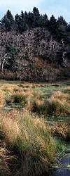 Oregon's Cape Blanco State Park and the Rushes