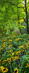 Butchart Gardens - Gloriosa Daisies - Part 1