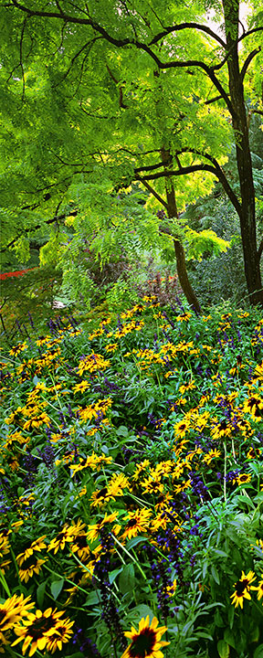 Butchart Gardens:  Gloriosa Daisies Part 1