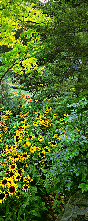 Butchart Gardens:  Gloriosa Daisies Part 2