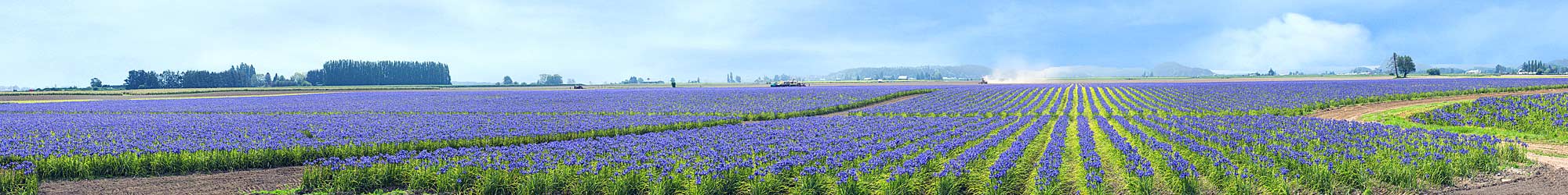 Blue Iris in Skagit Valley - Huge Mural