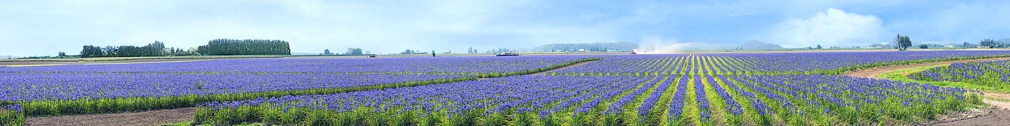 Blue Iris in Skagit Valley - Huge Mural