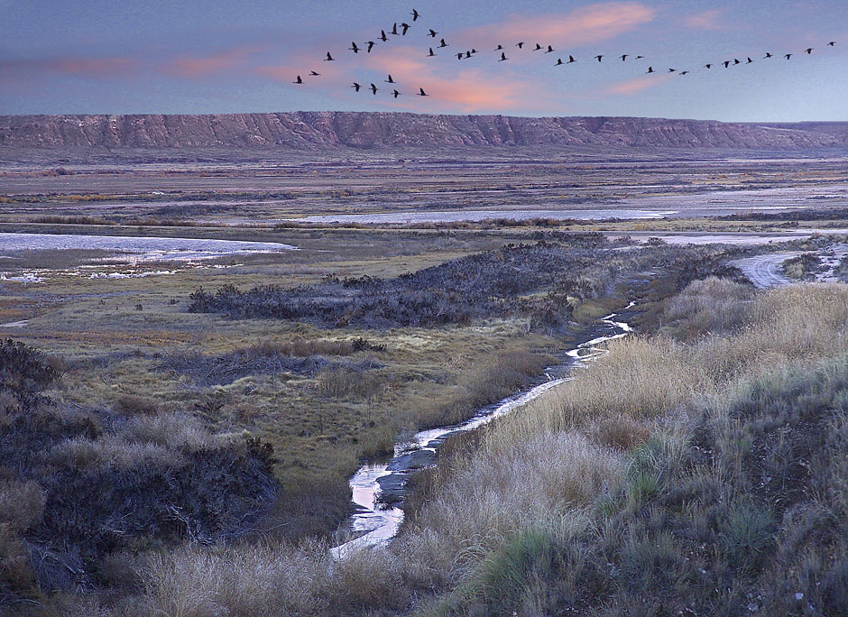 Buy this Bitter Lake National Wildlife Refuge, Roswell, New Mexico; birds in flight photograph