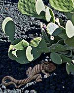 Collared Lizard- Prickly Pine-Valley of the Fires (Malpais)