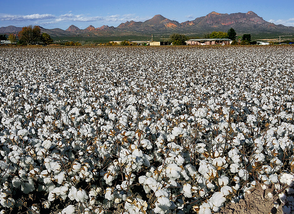 Buy this Las Cruces (southern New Mexico) has beautiful cotton to harvest photograph