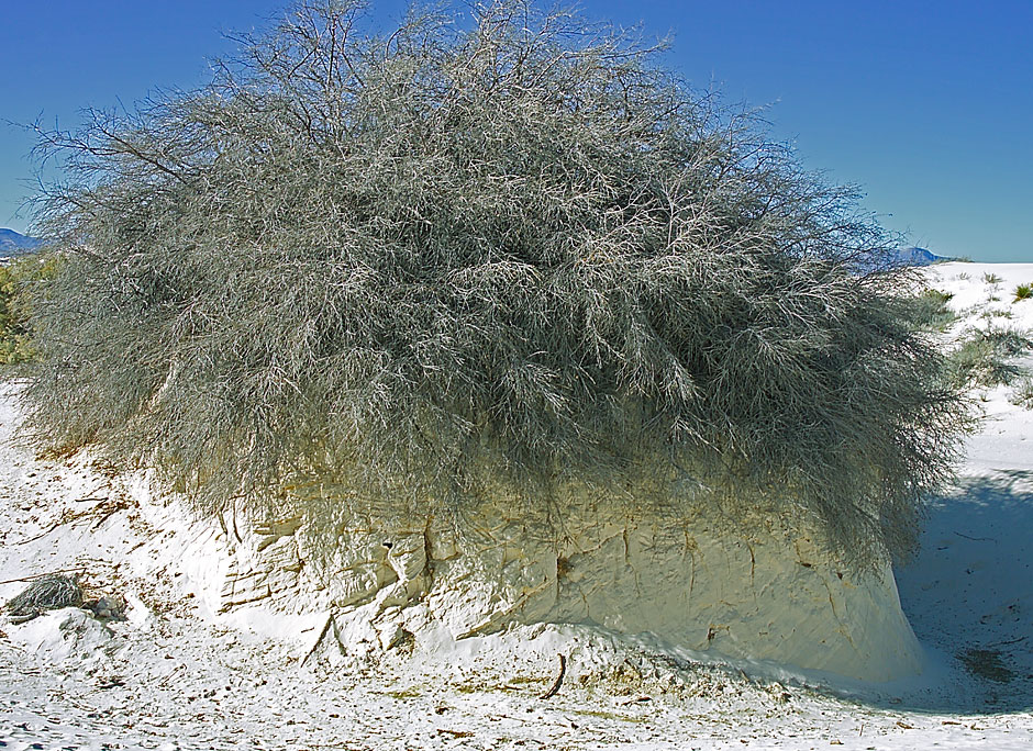 Buy This Rosemary Mint grows taller to keep its head above the sand photograph