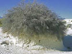 This Rosemary Mint grows taller to keep its head above the sand