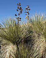 Seed pods on a Soaptree Yucca - cactus