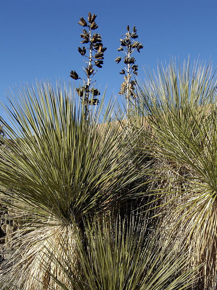 Buy this Seed pods on a Soaptree Yucca - cactus photograph