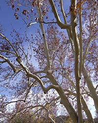 Once abundant in SW New Mexico, now infrequent but lovely - Sycamore Trees