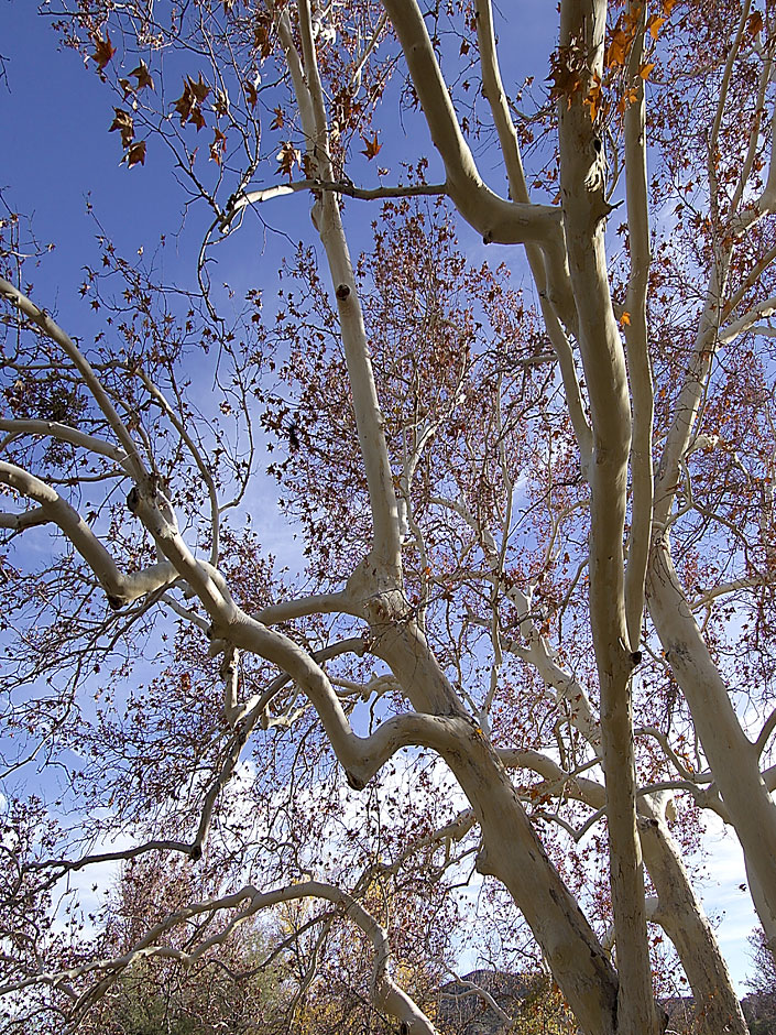 Buy this Once abundant in SW New Mexico, now infrequent but lovely - Sycamore Trees photograph