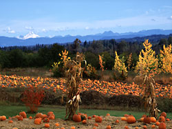 Mt Baker - pumpkin patch in Everett, Washington