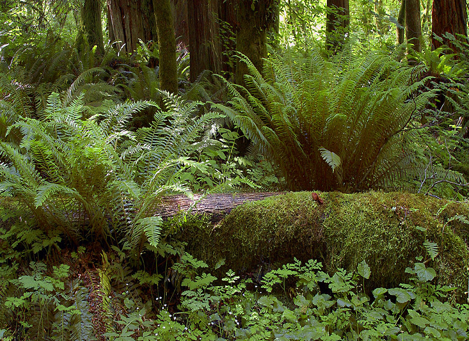 Rasar Park near Concrete in Skagit County, Washington