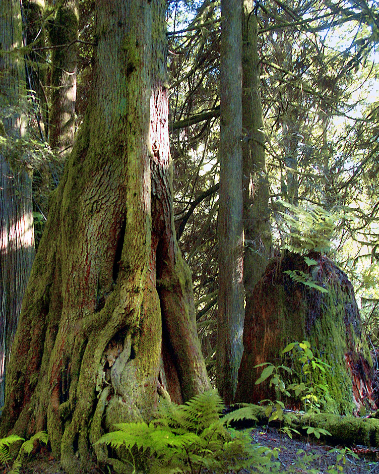 Rasar Park near Sedro Wooley in Skagit County