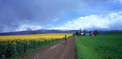 Grangeville, Idaho Canola field