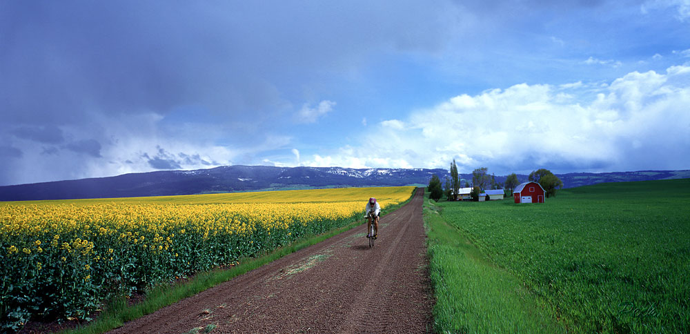 Buy this Grangeville, Idaho Canola field photograph